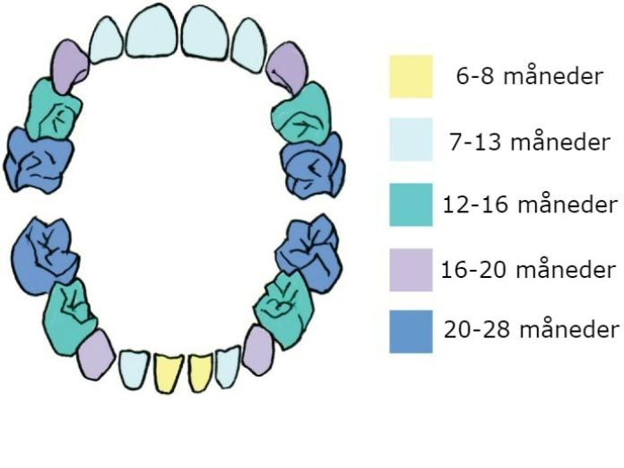 Figuren viser, hvornår mælketænderne bryder frem. Se forklaring i teksten.